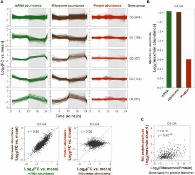 Slow Protein Turnover Explains Limited Protein-Level Response to Diurnal Transcriptional Oscillations in Cyanobacteria